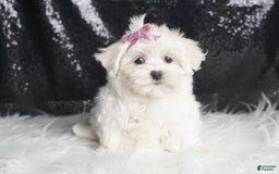 Maltese dogs for sale: Luna - Image 5
