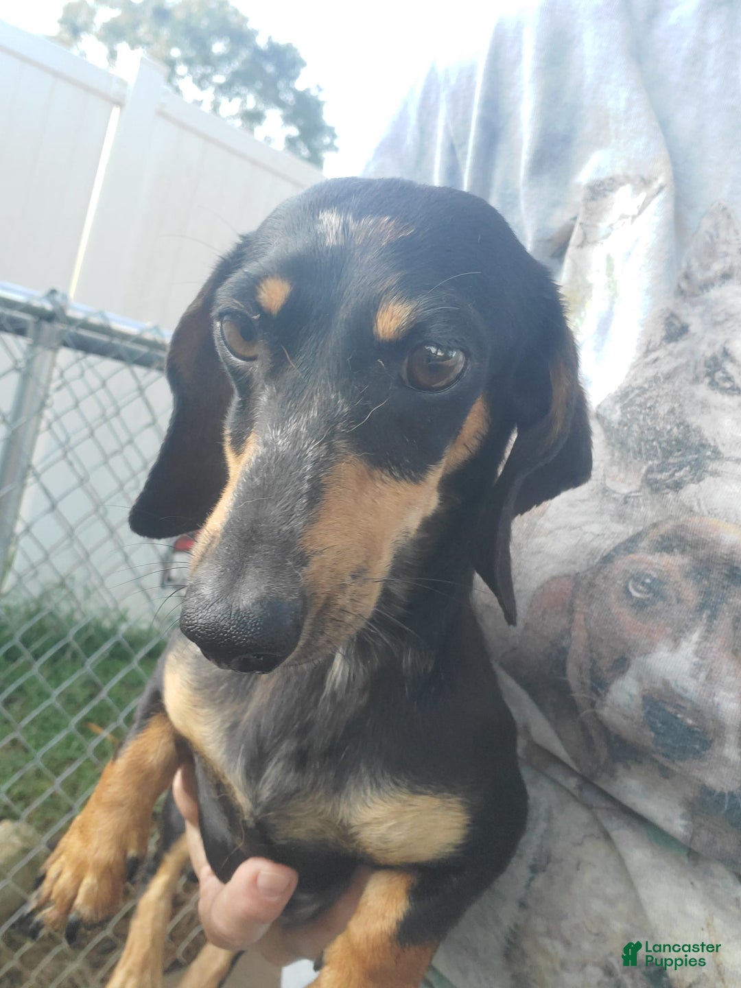 Miniature Dachshund dogs for sale: Nova - Image 12
