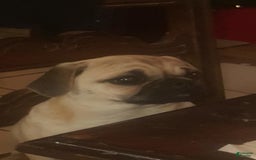Pug dogs for sale: Mack - Image 9