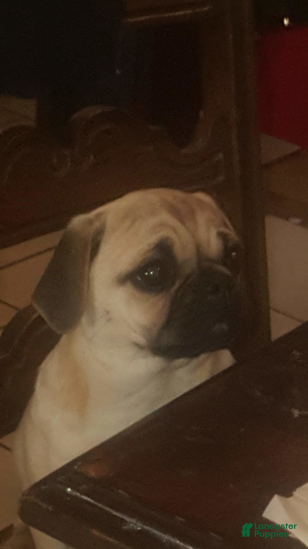 Pug dogs for sale: Mack - Image 9