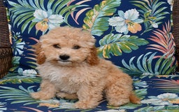 Forever dogs for sale: Remi - Image 2
