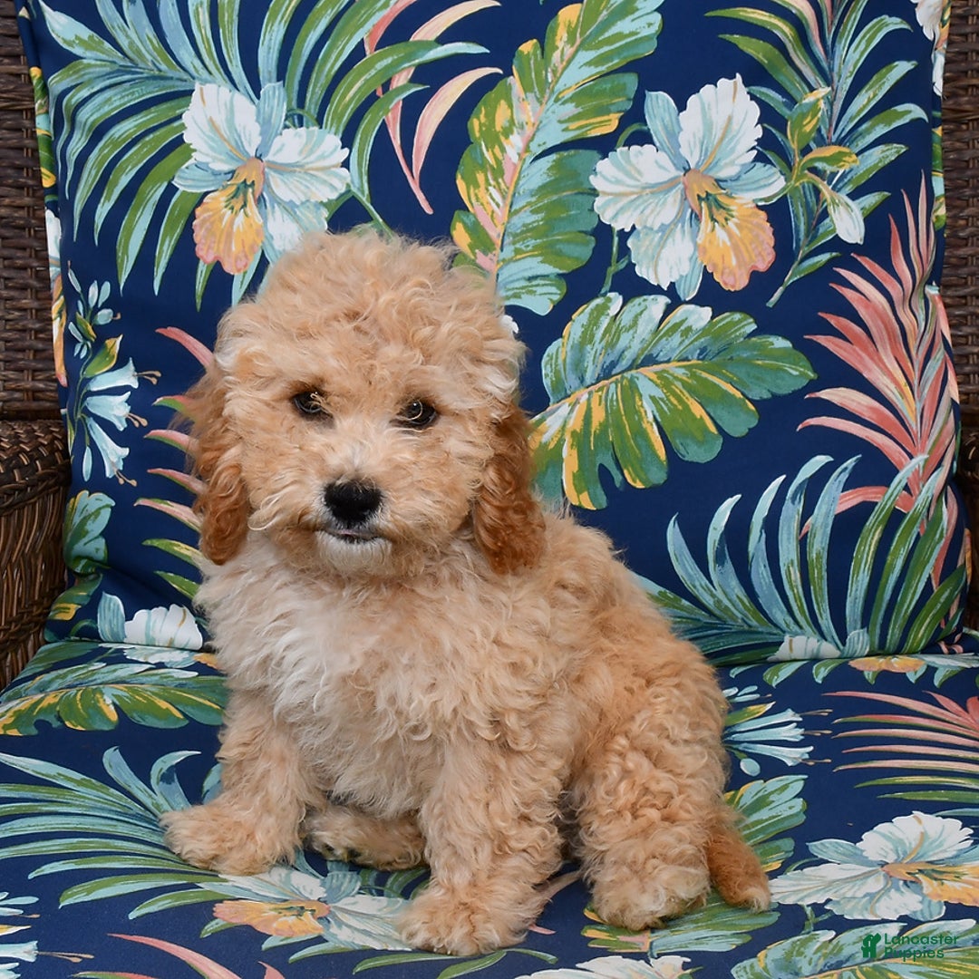 Forever dogs for sale: Remi - Image 2