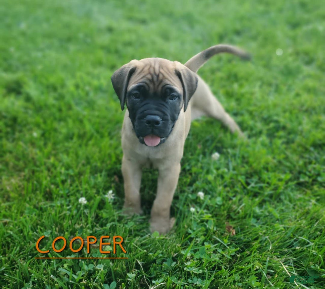 Bullmastiff dogs for sale: Cooper - Image 5