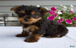 Yorkshire Terrier dogs for sale: Reese - Image 1