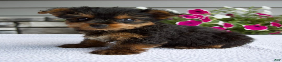 Reese