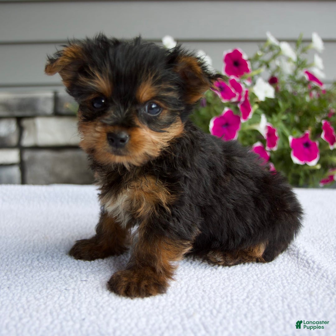 Yorkshire Terrier dogs for sale: Reese - Image 1