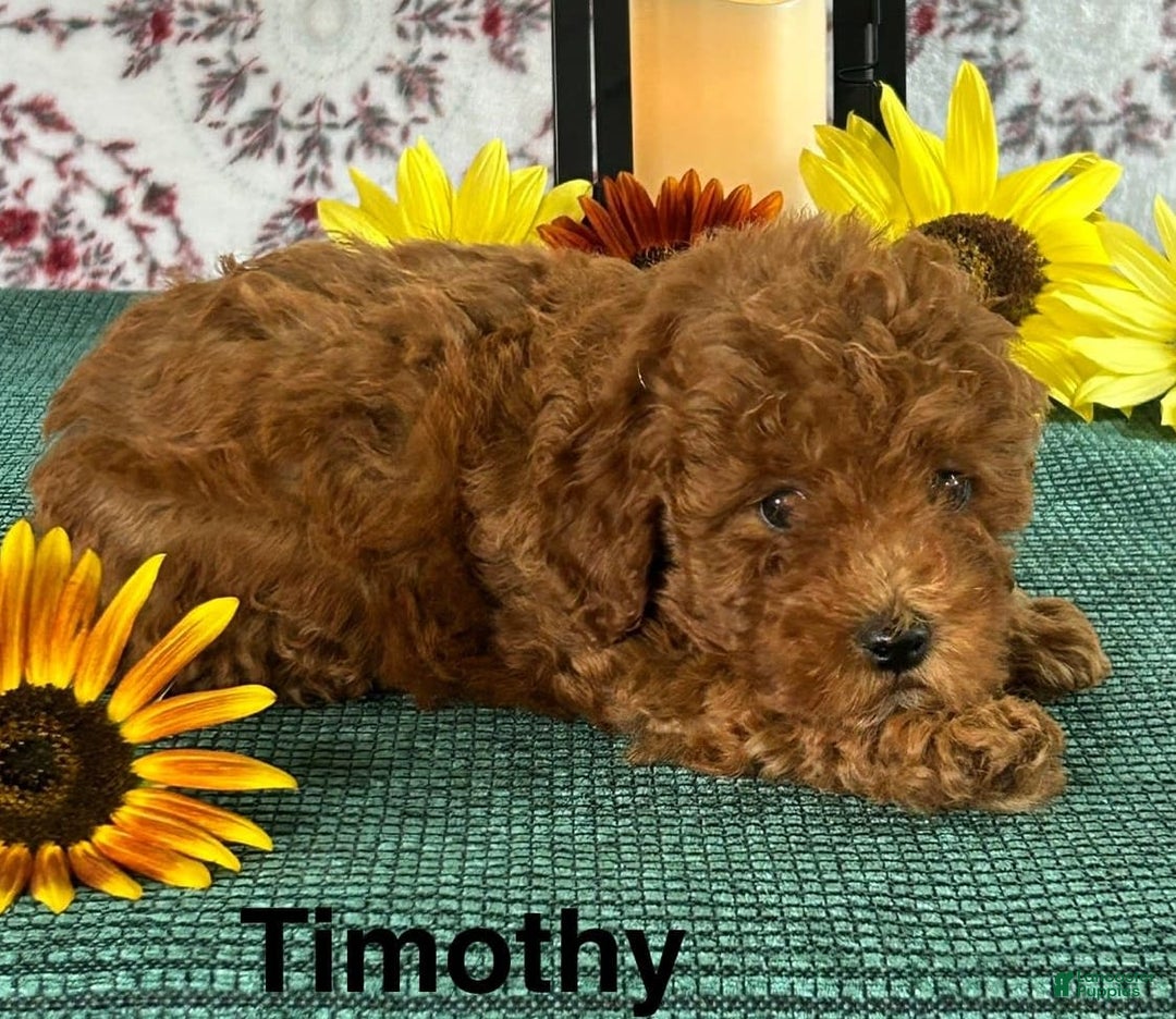 Toy Poodle dogs for sale: Timothy - Image 1