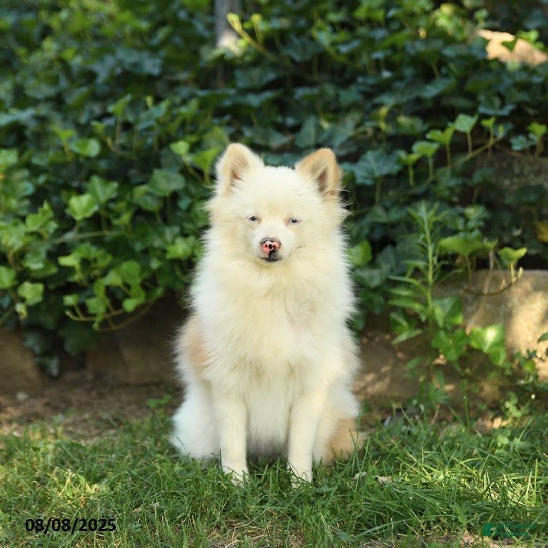 Pomeranian dogs for sale: Pomeranian 3 puppies - Image 5