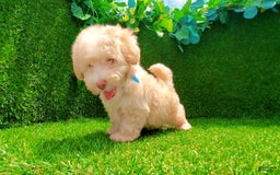 Maltipoo dogs for sale: Angel - Image 4