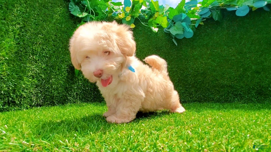 Maltipoo dogs for sale: Angel - Image 4