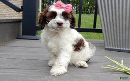 Cockapoo dogs for sale: Bella - Image 10