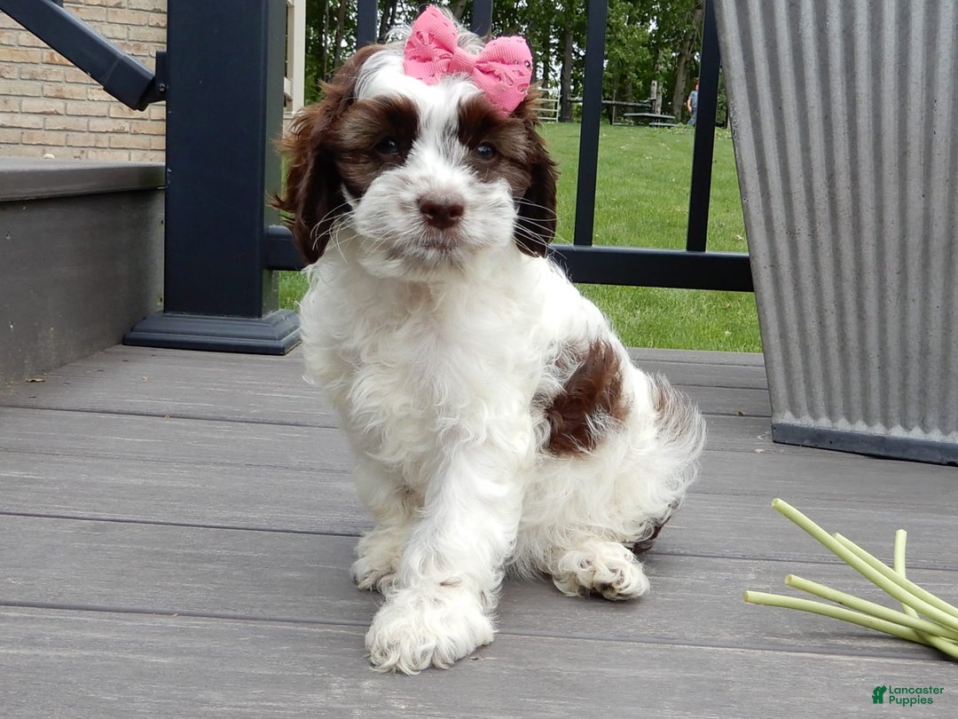 Cockapoo dogs for sale: Bella - Image 10