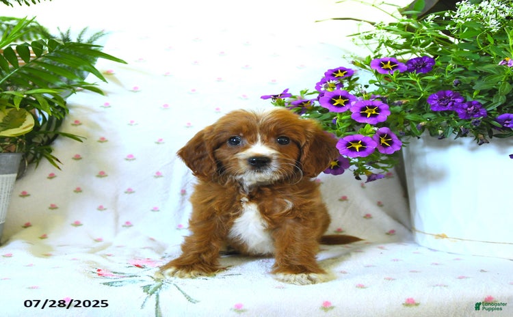 Cavapoo dogs for sale - Ad 2