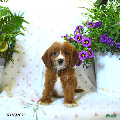 Cavapoo dogs for sale - Ad 2