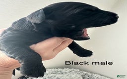 Mini Goldendoodle dogs for sale: Males Litter 2 - Image 21