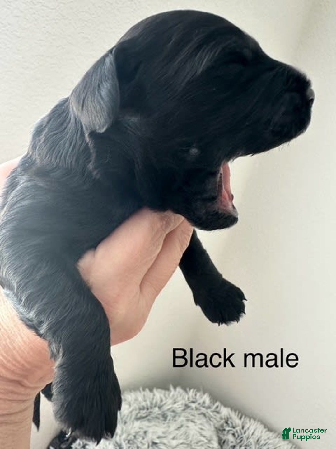 Mini Goldendoodle dogs for sale: Males Litter 2 - Image 21