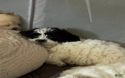 Shihpoo dogs for sale: Beamer - Image 9