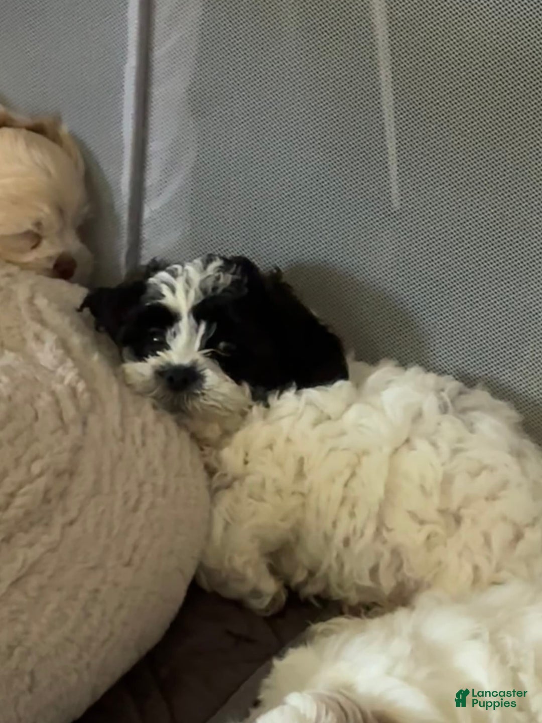 Shihpoo dogs for sale: Beamer - Image 9