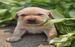 Labrador Retriever dogs for sale: Rainey - Image 12