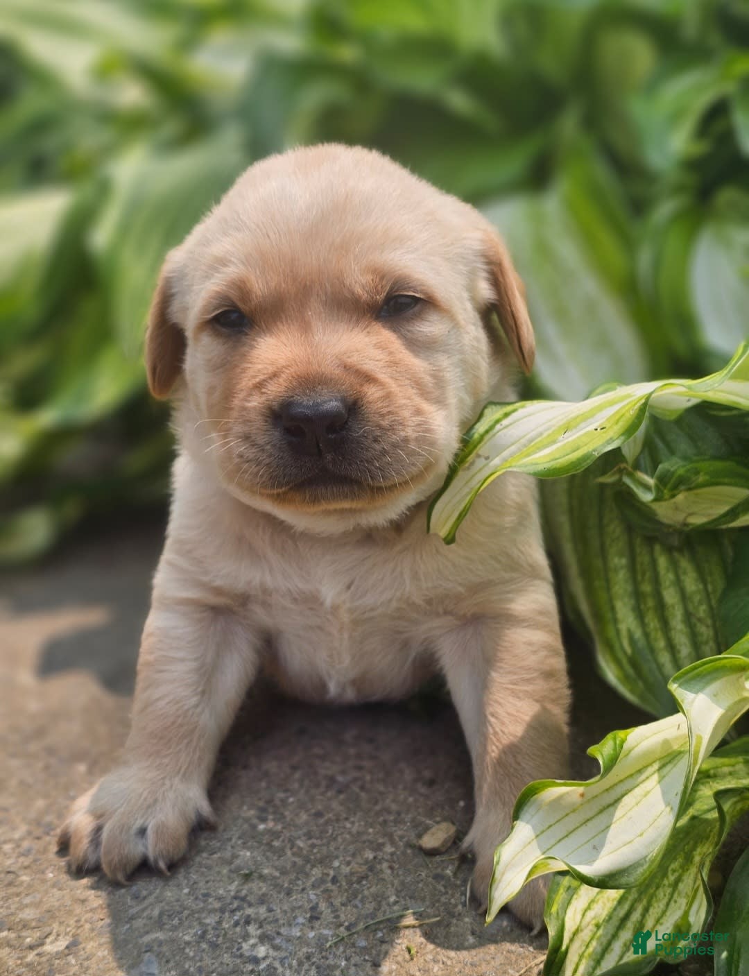 Labrador Retriever dogs for sale: Rainey - Image 12