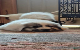 Great Pyrenees dogs for sale: Pink - Image 7