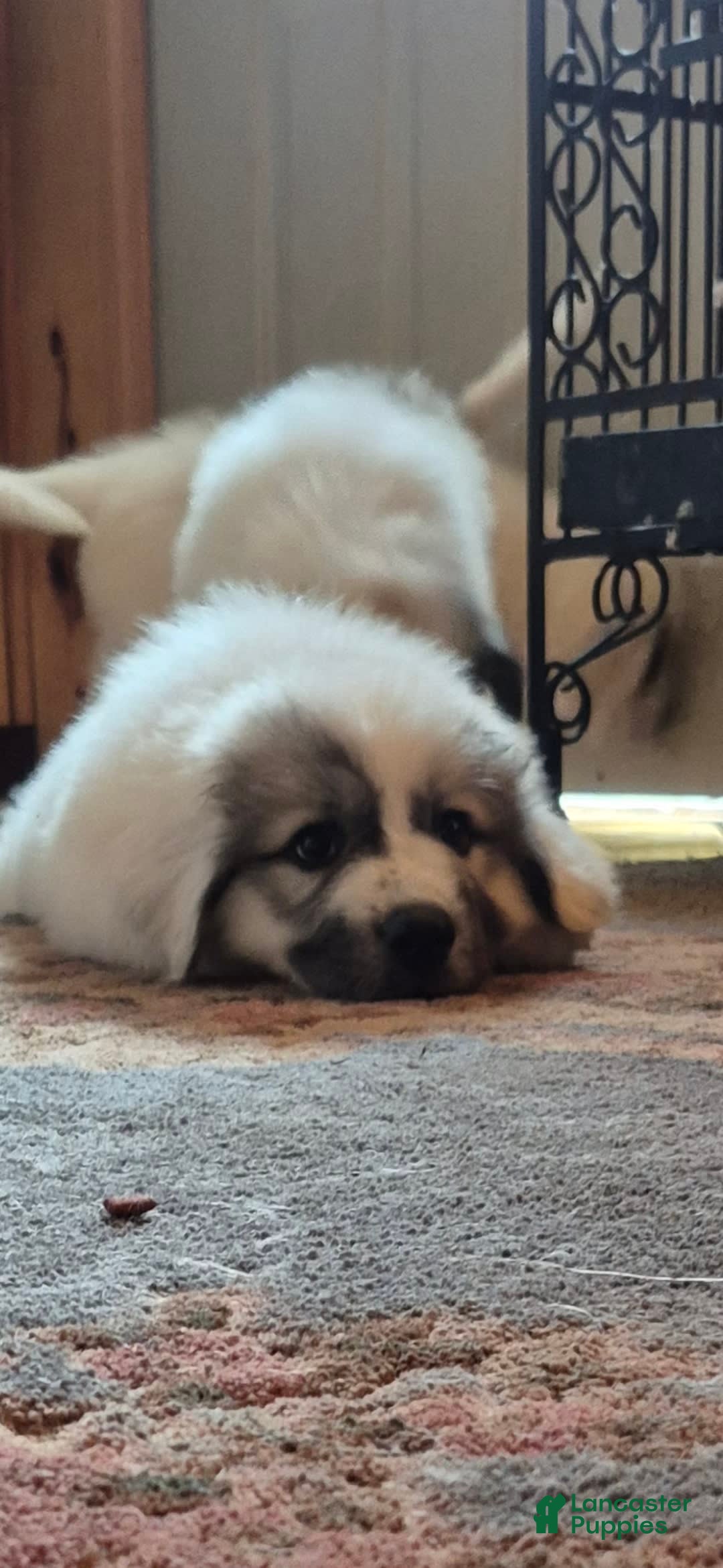 Great Pyrenees dogs for sale: Pink - Image 7