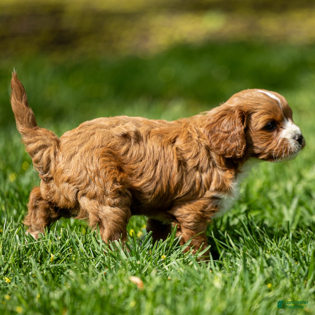 Cavapoo dogs for sale: Poppy - Image 2