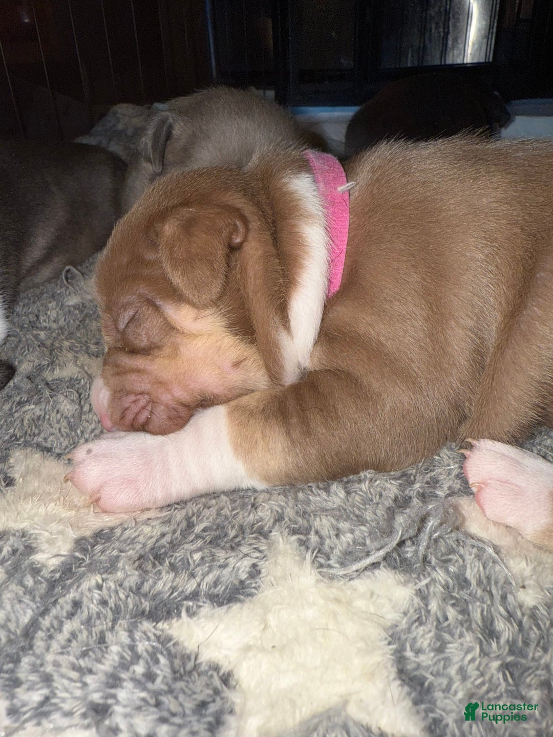 American Bully dogs for sale: Brookie - Image 2