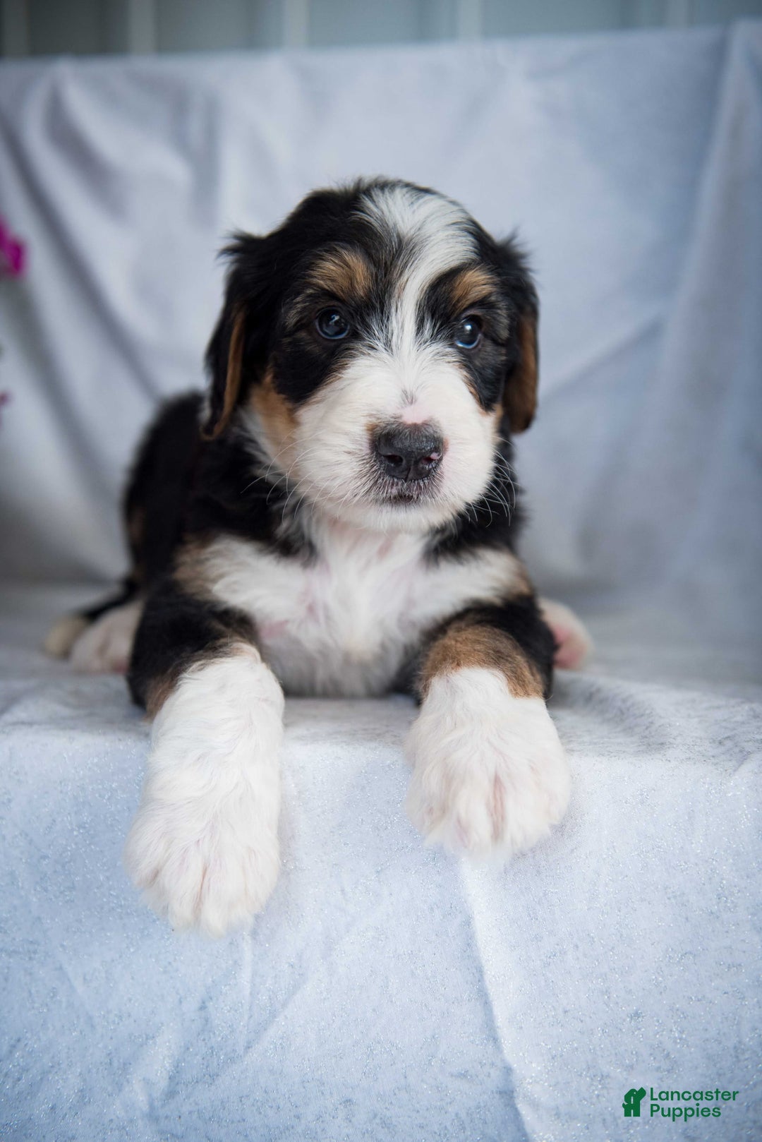 Bernedoodle dogs for sale: Spiderman - Image 17