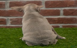 Frenchton dogs for sale: Scarlett - Image 8
