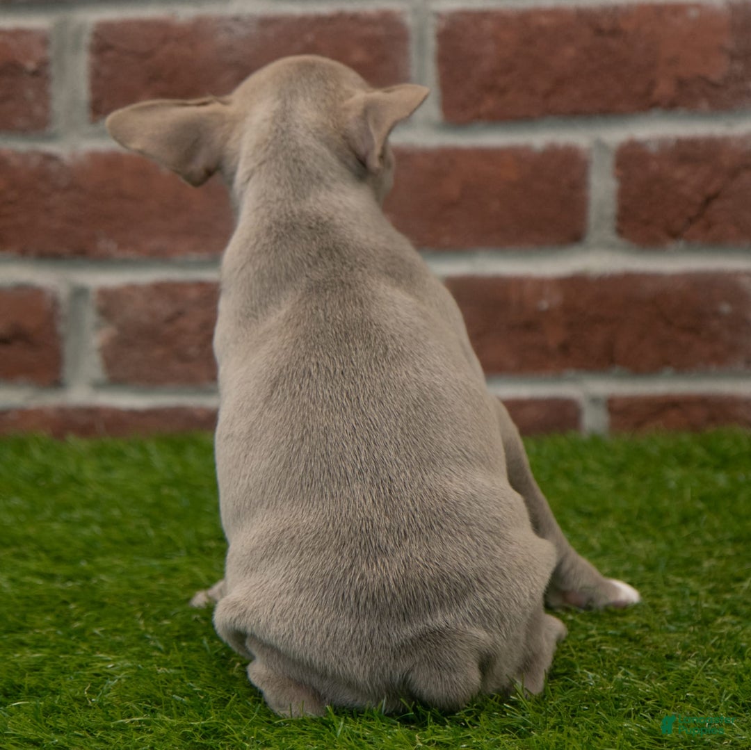 Frenchton dogs for sale: Scarlett - Image 8