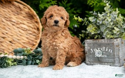 Cavapoo dogs for sale: Tootsie - Image 2