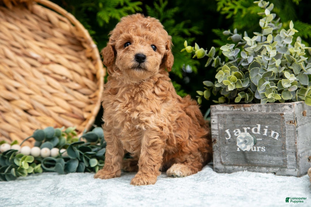 Cavapoo dogs for sale: Tootsie - Image 2