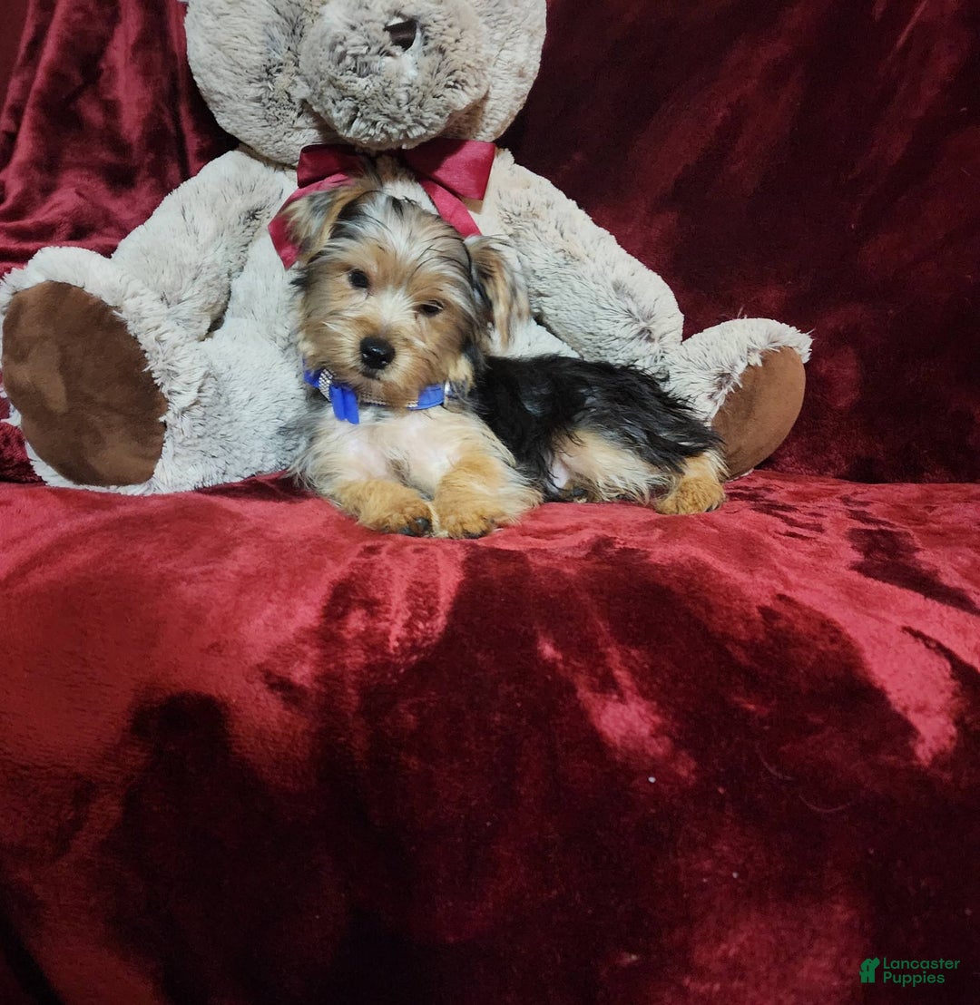 Yorkshire Terrier dogs for sale: Milo - Image 4