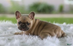 French Bulldog dogs for sale: Tank - Image 7