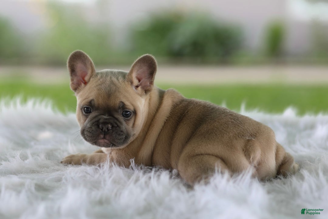 French Bulldog dogs for sale: Tank - Image 7