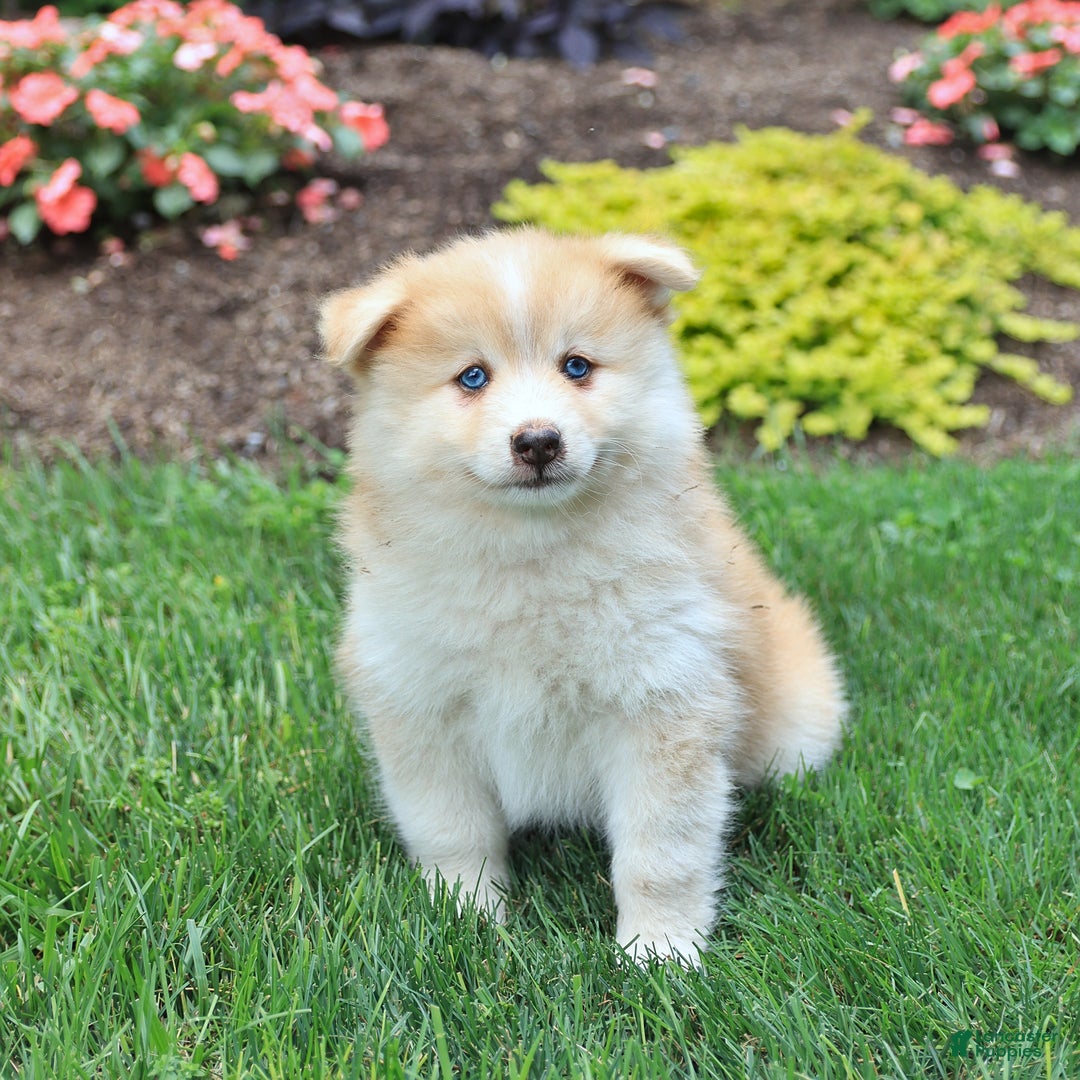 Pomsky dogs for sale: Hero - Image 2