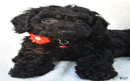 Cockapoo dogs for sale: Addy - Image 4