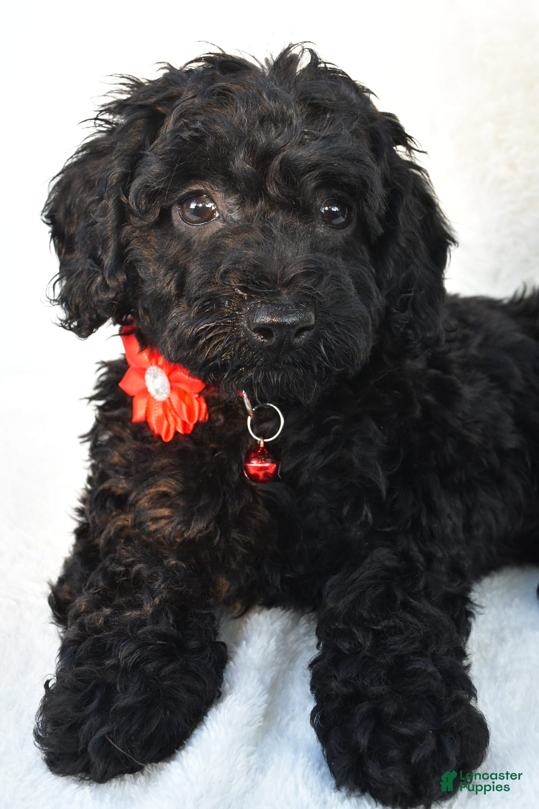 Cockapoo dogs for sale: Addy - Image 4