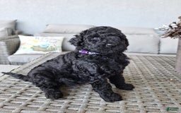 Standard Poodle dogs for sale: Midnight Star ⚫️ - Image 3