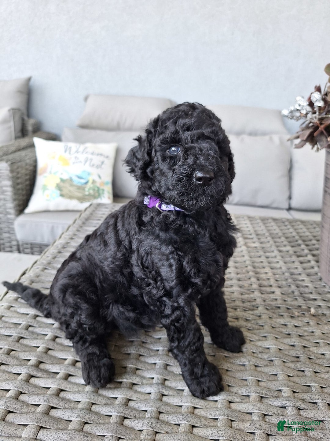 Standard Poodle dogs for sale: Midnight Star ⚫️ - Image 3