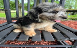 Mini Aussiedoodle dogs for sale: Tulip - Image 12