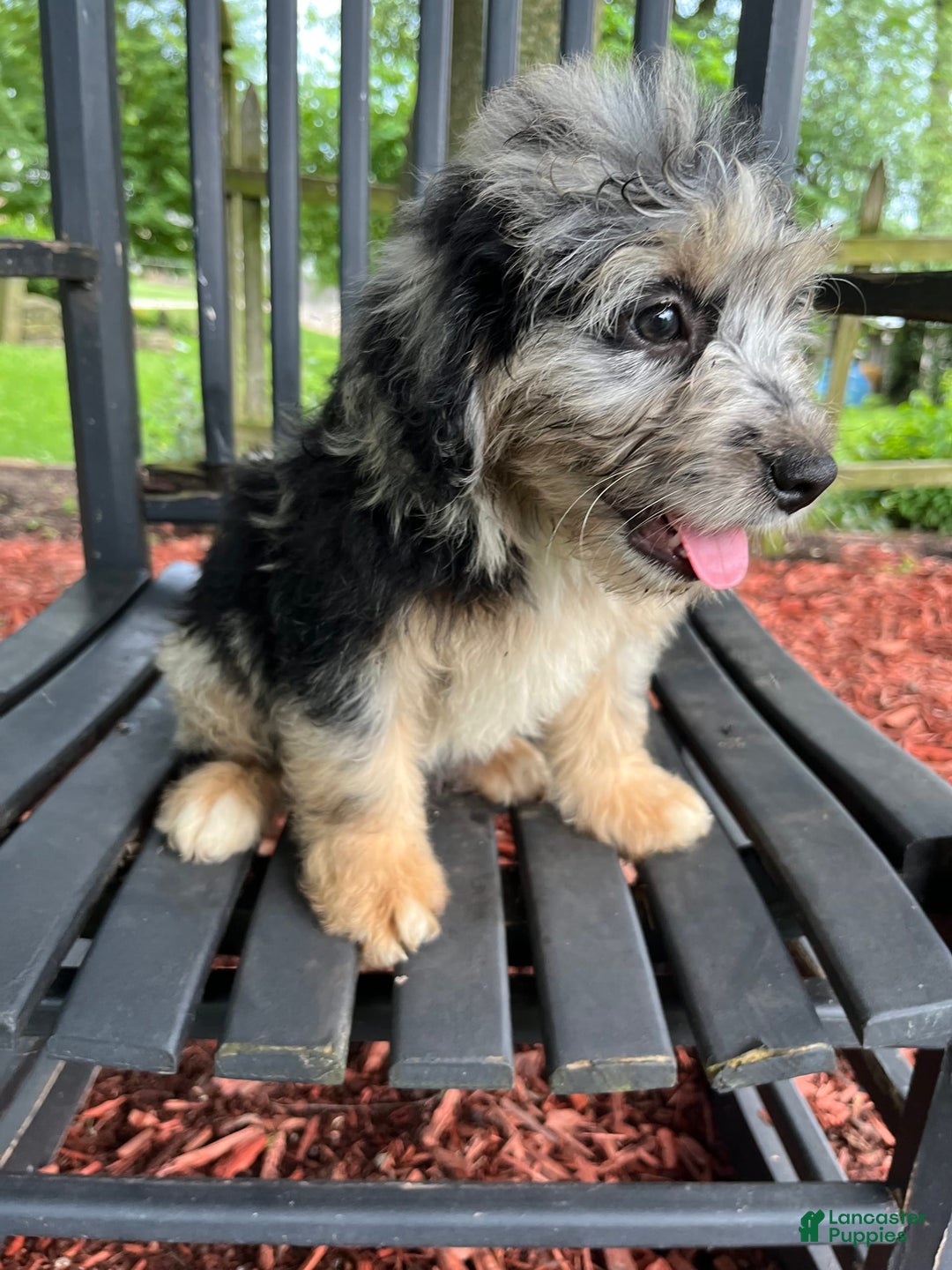 Mini Aussiedoodle dogs for sale: Tulip - Image 12