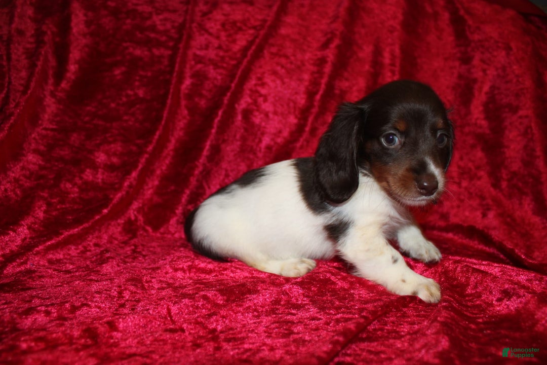 Miniature Dachshund dogs for sale: Chloe Mini - Image 11