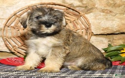 Miniature Schnauzer dogs for sale: Sugar - Image 7