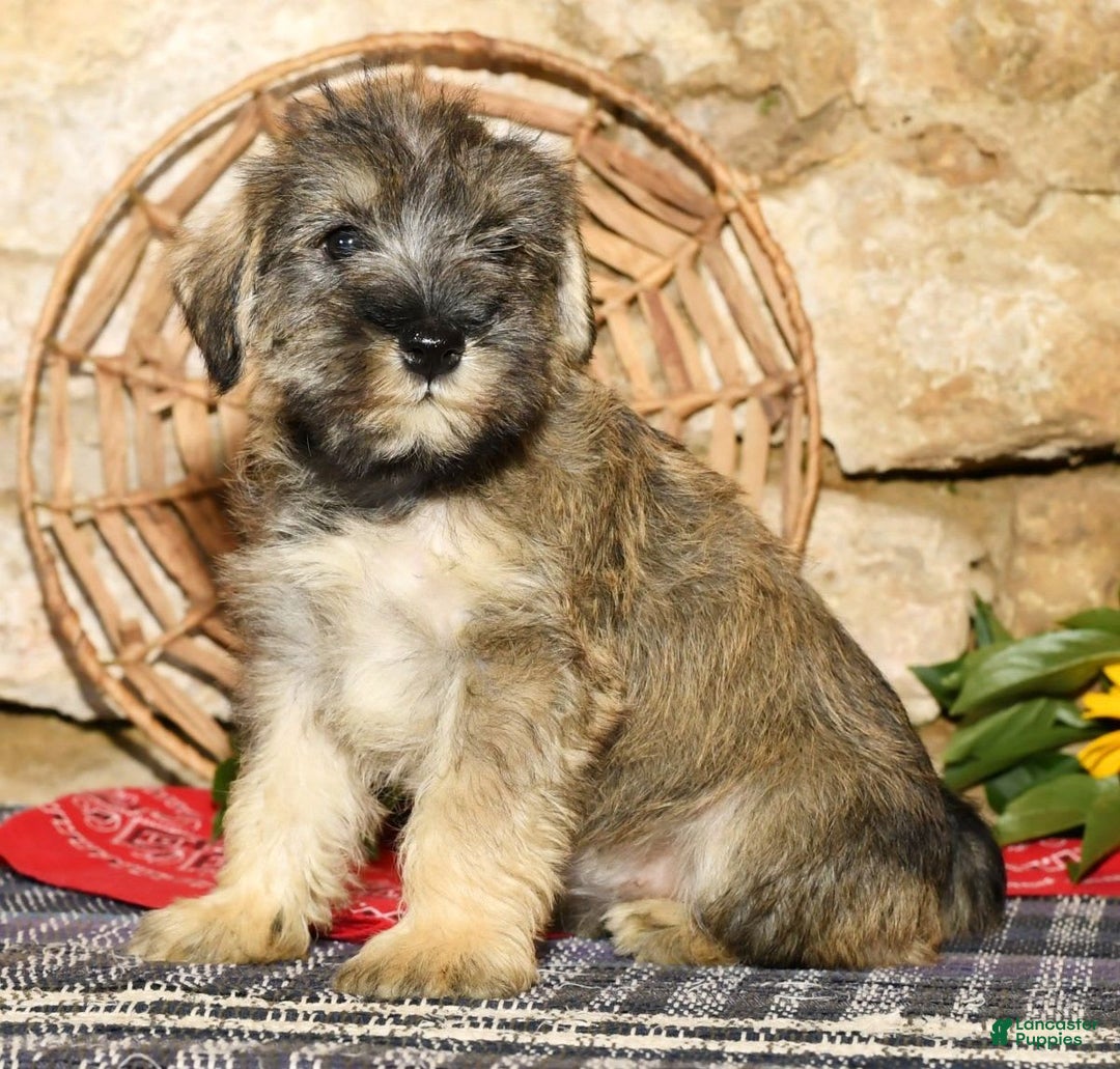 Miniature Schnauzer dogs for sale: Sugar - Image 7