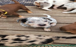 Catahoula Leopard Dog dogs for sale: Dallas - Image 4