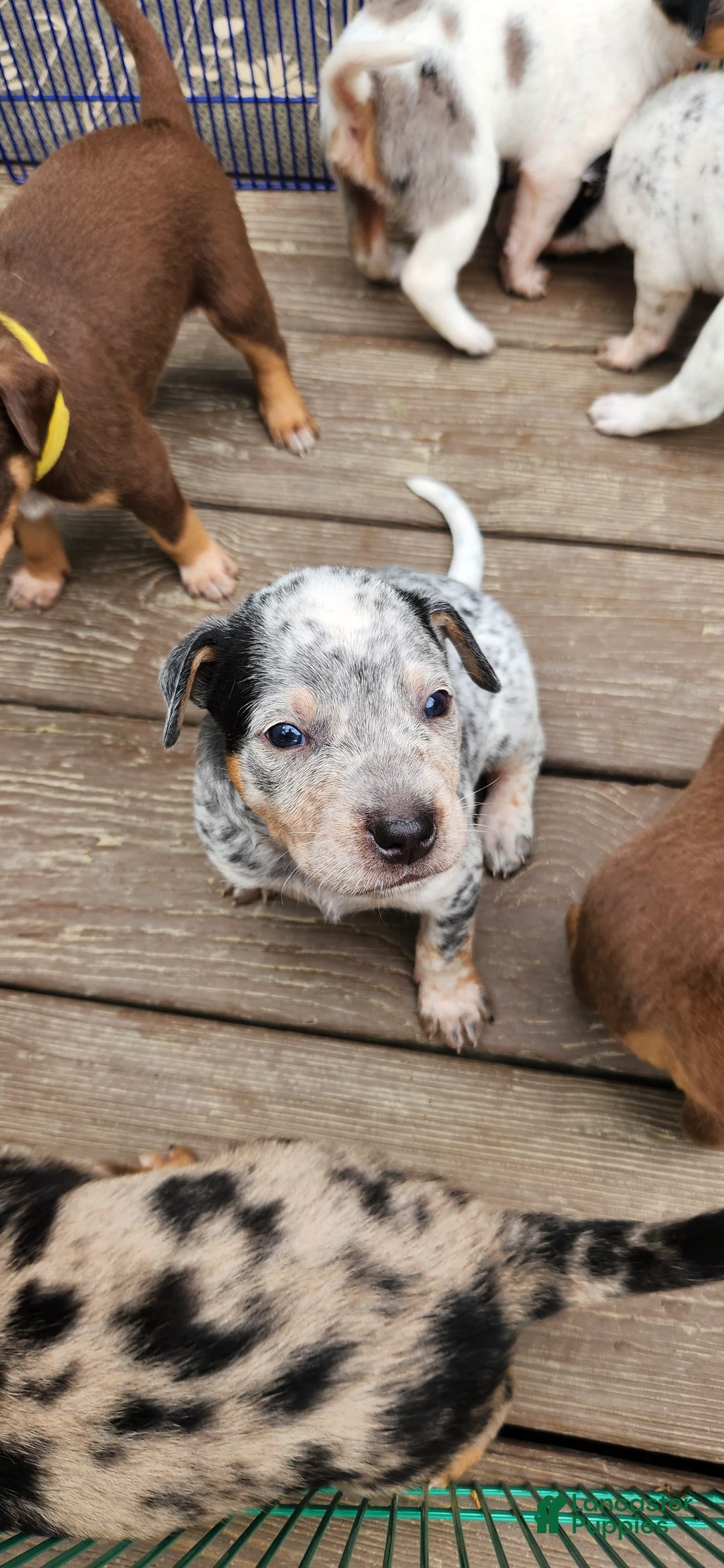 Catahoula Leopard Dog dogs for sale: Dallas - Image 4