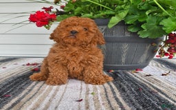 Bichpoo dogs for sale: Caspar - Image 1