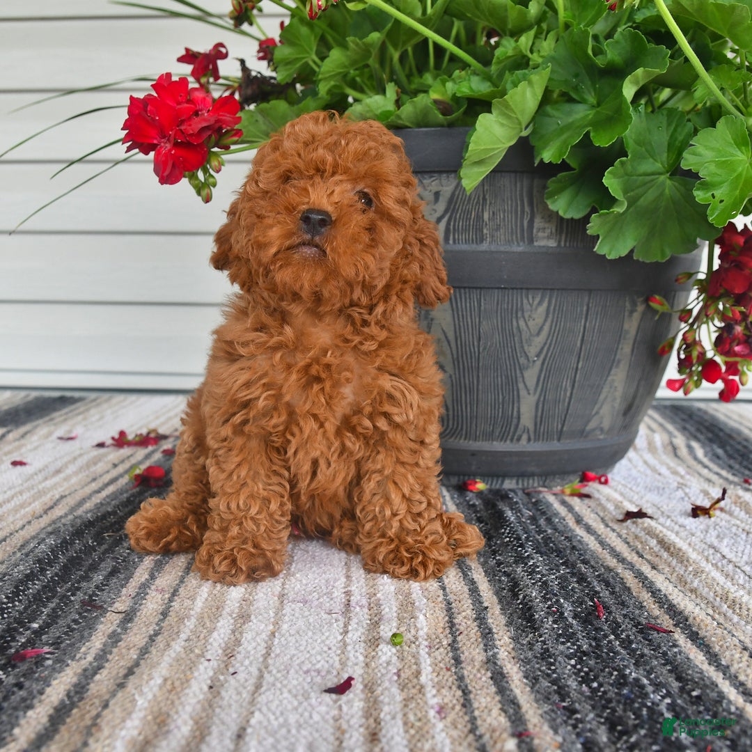 Bichpoo dogs for sale: Caspar - Image 1